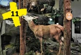 Museum Mensch und Jagd