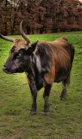 Wisent